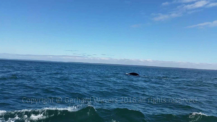 20160902_142110_4356