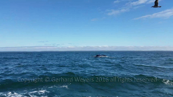 20160902_142110_4384