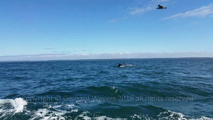 20160902_142110_4398