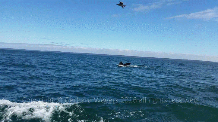 20160902_142110_4426