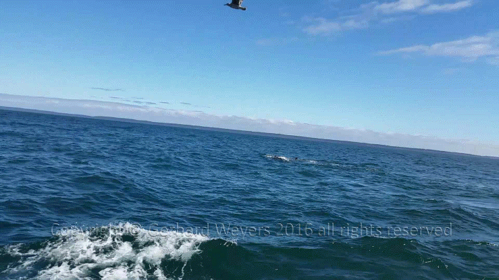 20160902_142110_4440