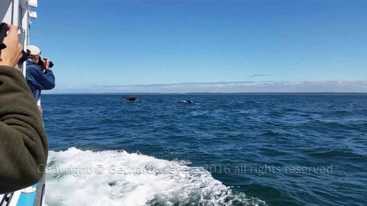 20160902_142732_2215