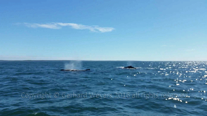 20160902_143221_1731