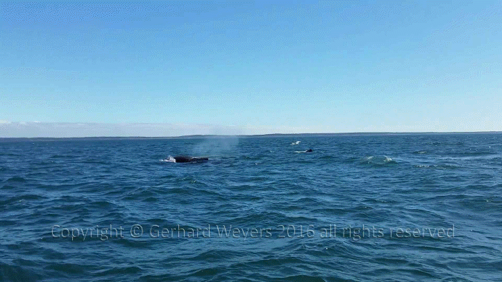 20160902_144223_1061