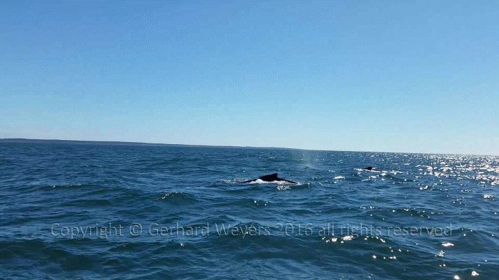 20160902_144223_2153