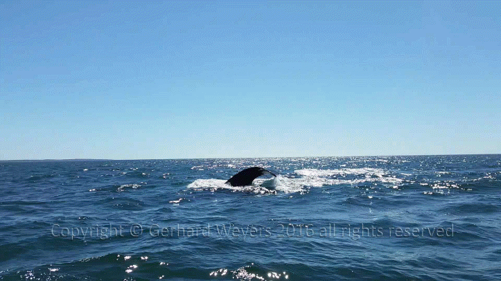 20160902_144223_2821