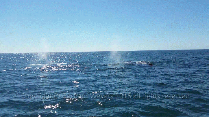 20160902_152558_2327