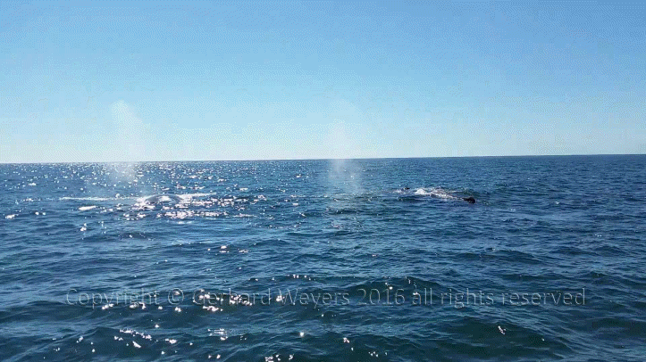 20160902_152558_2334