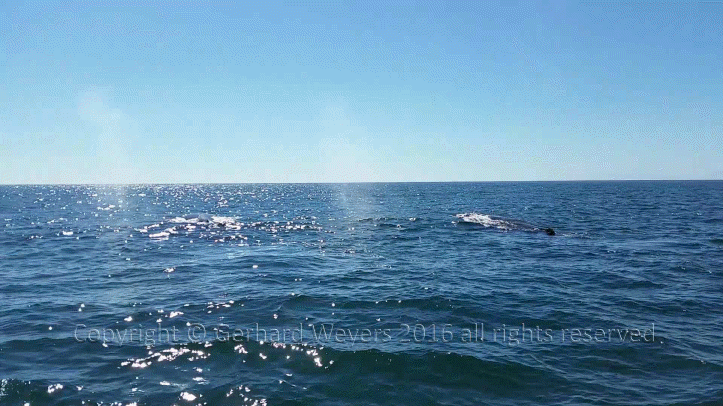 20160902_152558_2355