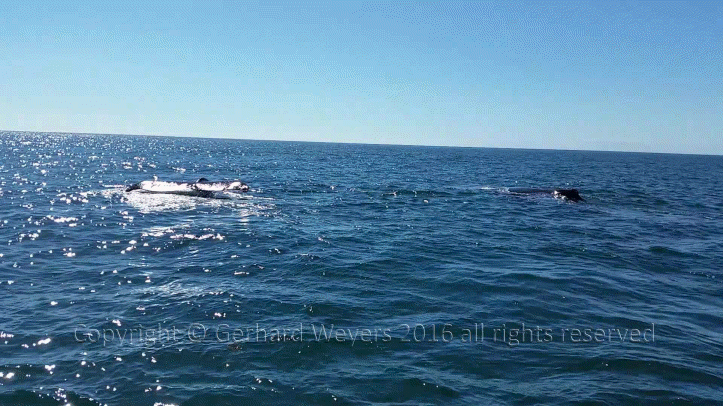 20160902_152558_2716