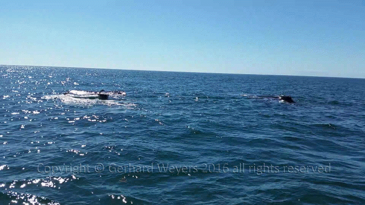 20160902_152558_2723