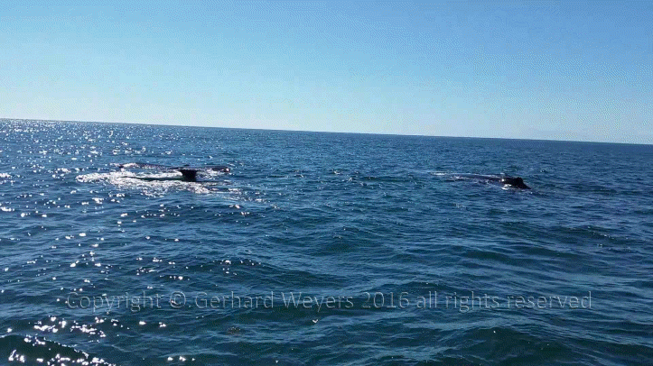 20160902_152558_2730