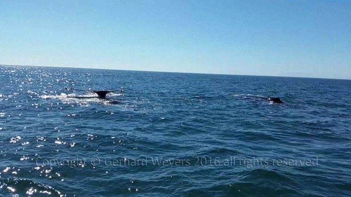 20160902_152558_2737