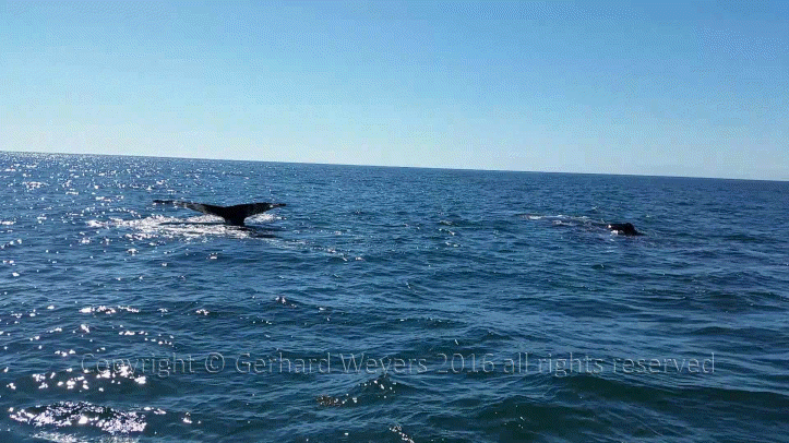 20160902_152558_2744