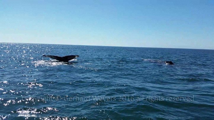 20160902_152558_2751