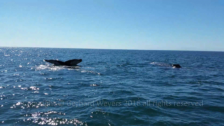 20160902_152558_2758