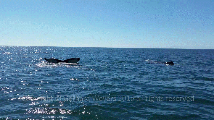 20160902_152558_2765