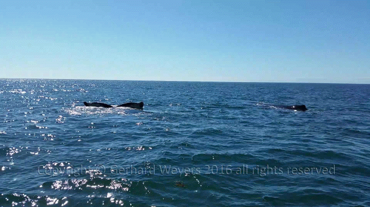 20160902_152558_2772