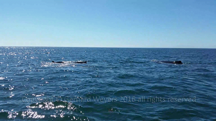 20160902_152558_2779