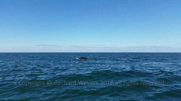 20160902_152558_4751