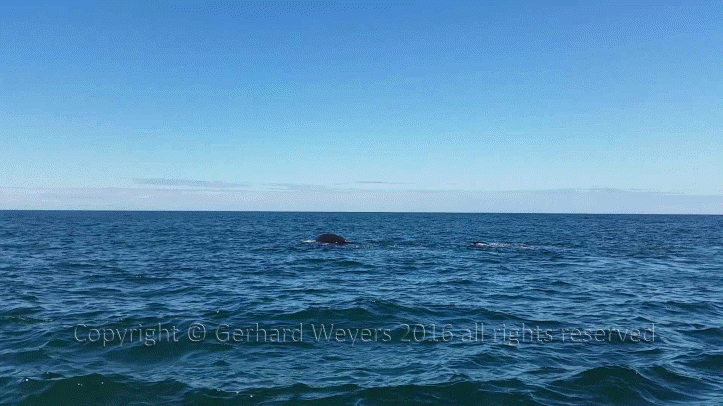 20160902_152558_4765