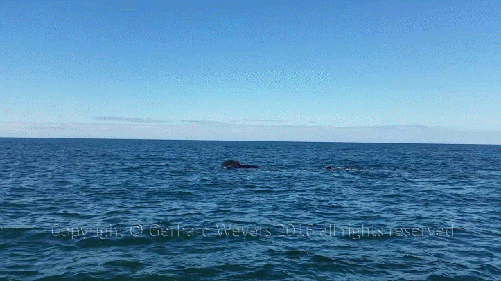 20160902_152558_4779