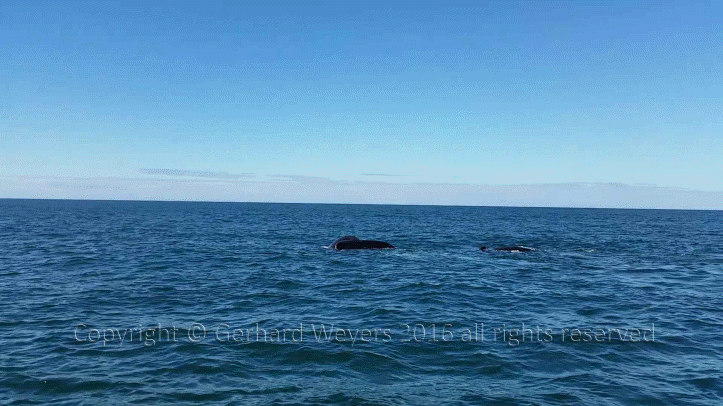 20160902_152558_4793