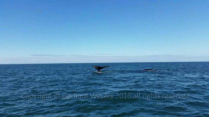 20160902_152558_4835