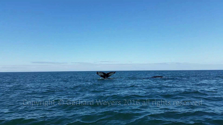 20160902_152558_4849