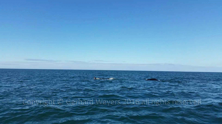 20160902_152558_4877