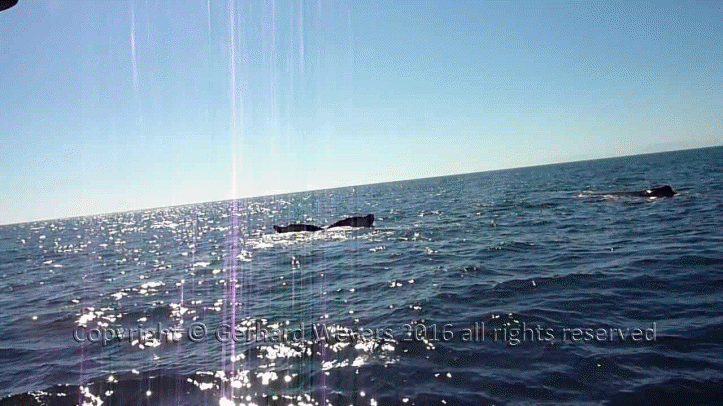 20160902_204043_2065