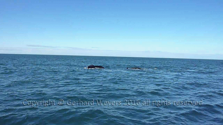 20160902_204043_5446