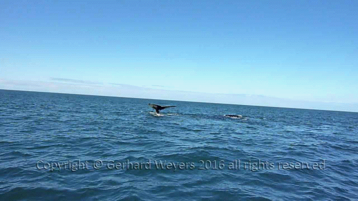 20160902_204043_5502