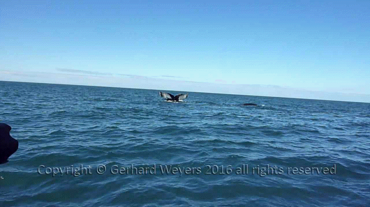 20160902_204043_5544